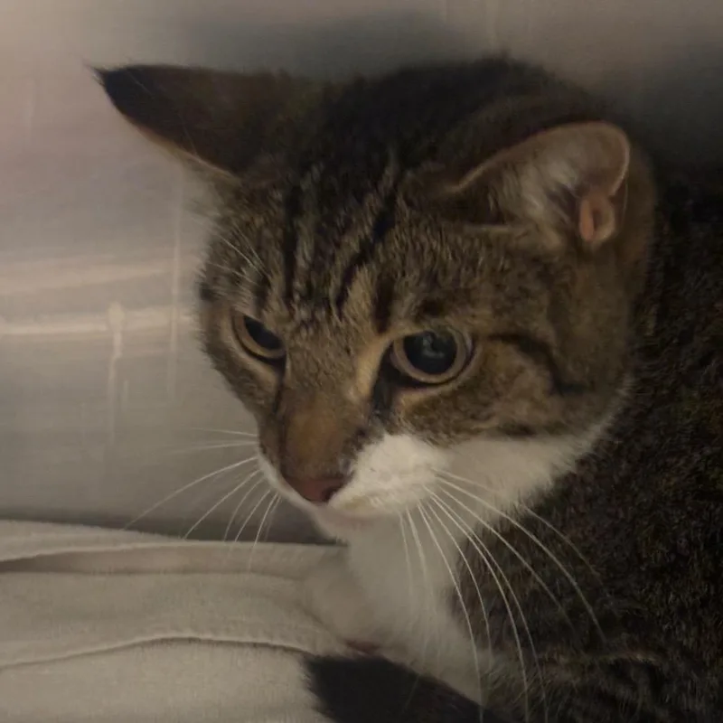 An adult medium-sized male Brown / Chocolate Domestic Short Hair cat named Tucker for adoption in Goshen, IN