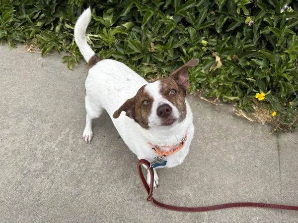 An adult small-sized male Parson Russell Terrier dog named Jupiter for adoption in Oceanside, CA