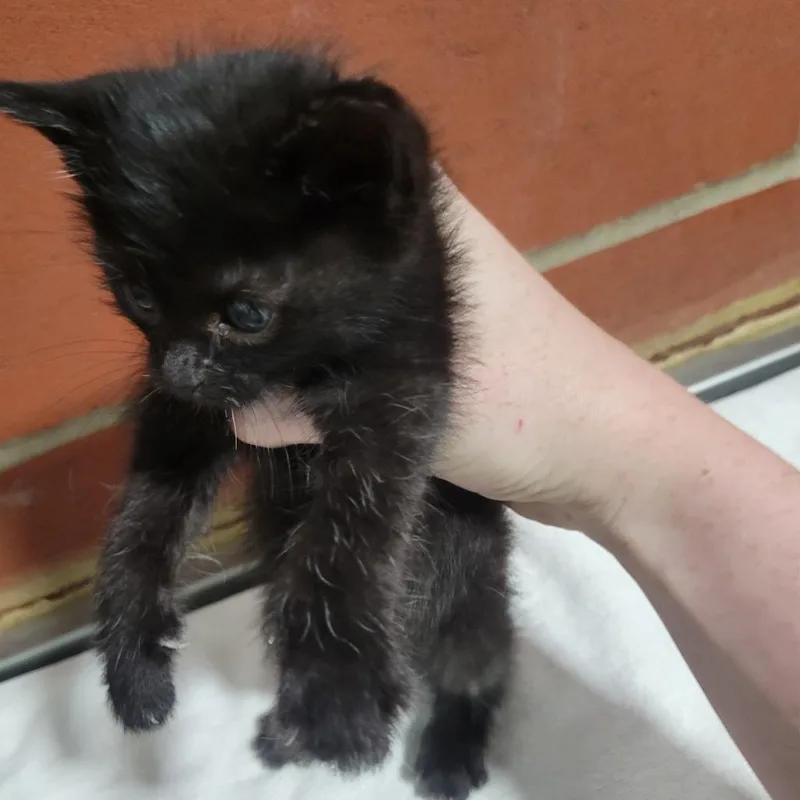 A baby small-sized male Black Domestic Short Hair cat named Maverick for adoption in Cabot, AR