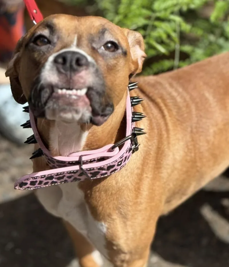 A young medium-sized female Brown / Chocolate Boxer dog named Daphne for adoption in Brooklyn, NY