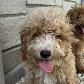 A baby small-sized male Miniature Poodle dog named Ravioli for adoption in St. Louis, MO