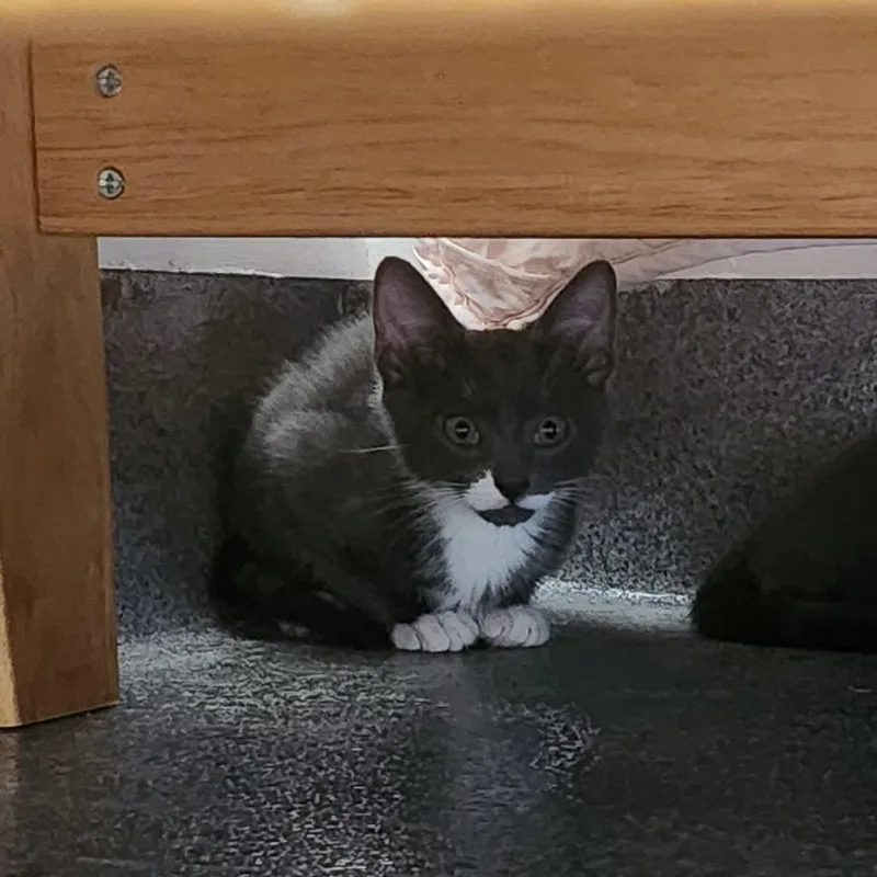A baby small-sized male Gray / Blue / Silver Domestic Short Hair cat named Lenny for adoption in Brockton, MA