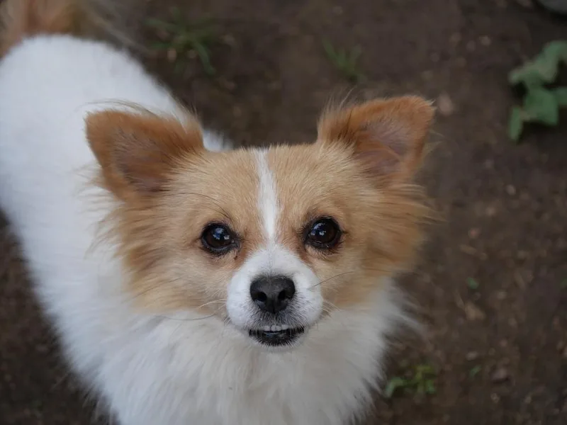 An adult small-sized male Dachshund dog named Bunnie for adoption in Boulder, CO