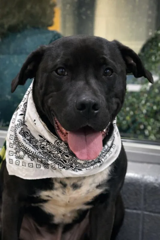 Chip  Beauty And thumbnail 2