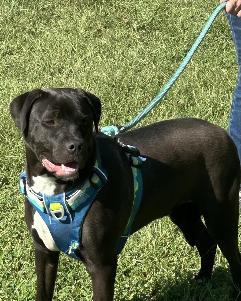 Chip  Beauty And thumbnail 3