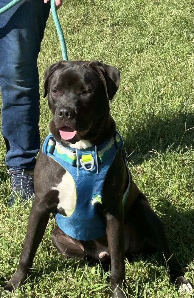 Chip  Beauty And thumbnail 4