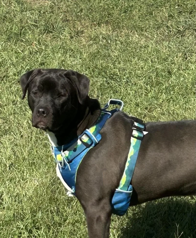 Chip  Beauty And thumbnail 5