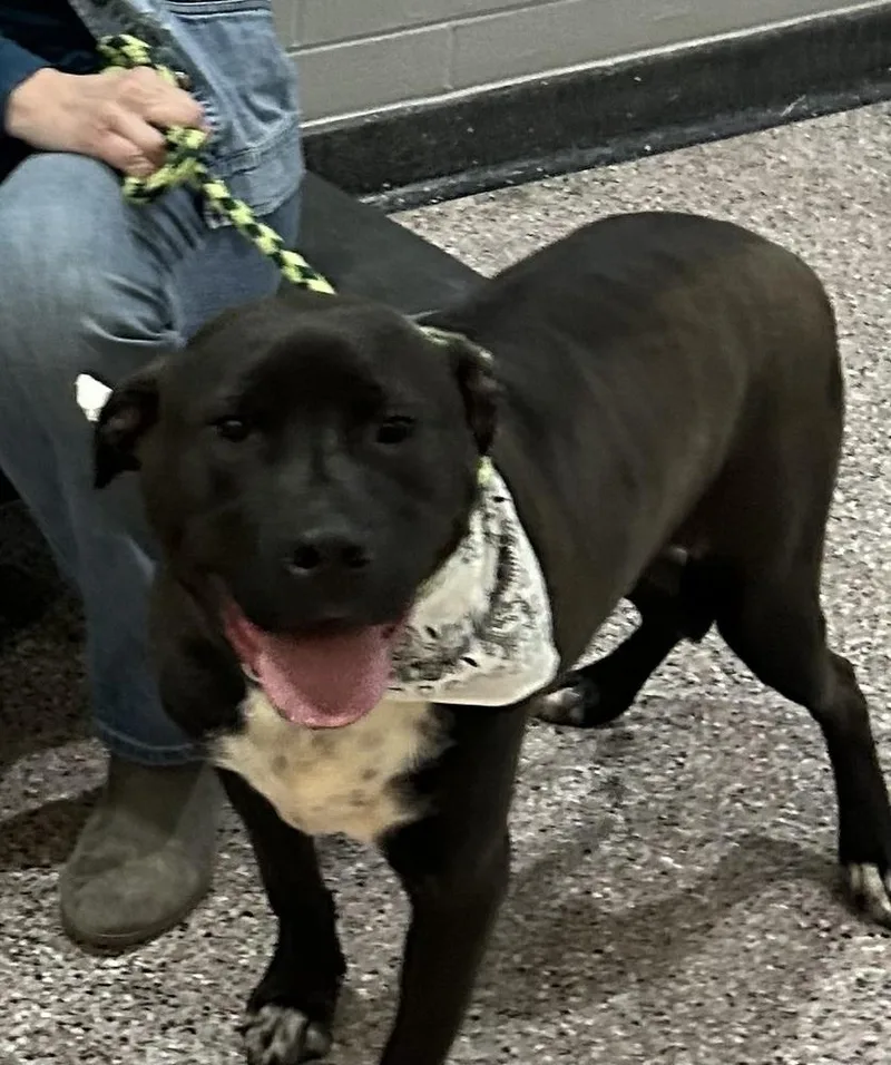 Chip  Beauty And thumbnail 6