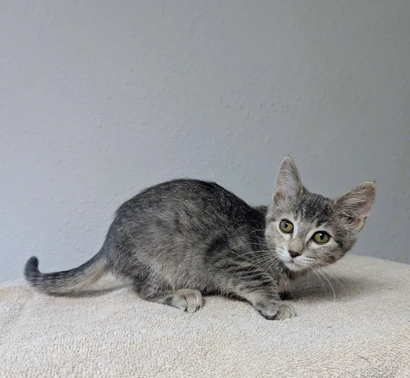 A baby medium-sized female Gray / Blue / Silver Domestic Short Hair cat named Tessa for adoption in Little Falls, MN