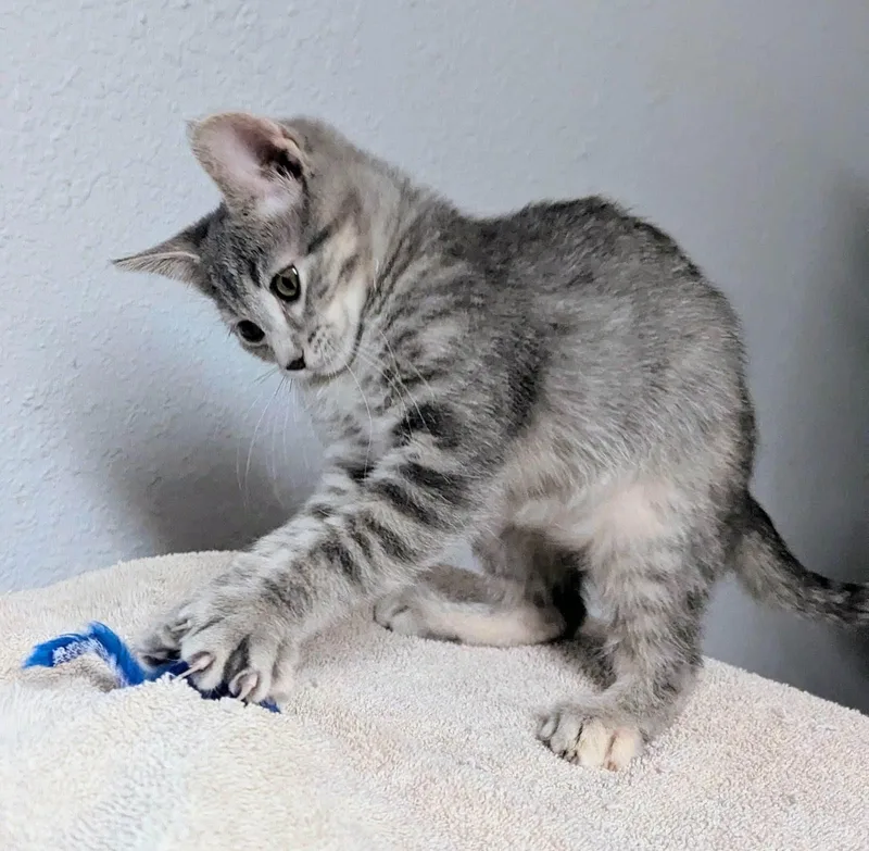 Tessa thumbnail 2