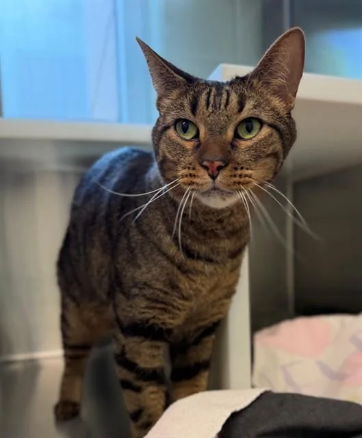 An adult medium-sized male Domestic Short Hair cat named Lando for adoption in Brighton, CO