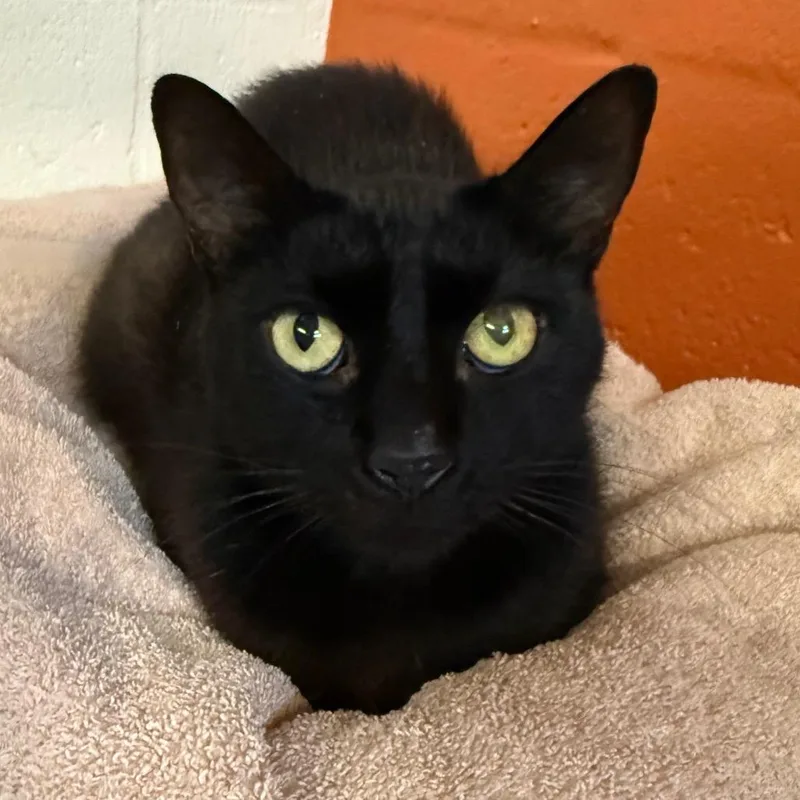 Coco