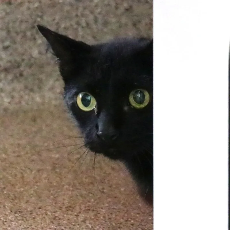Coco thumbnail 3