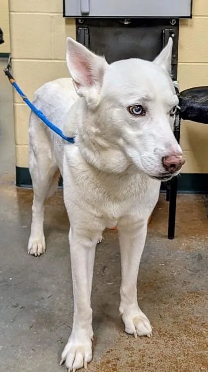 An adult extra large-sized male Husky dog named Krypto for adoption in Independence, MO