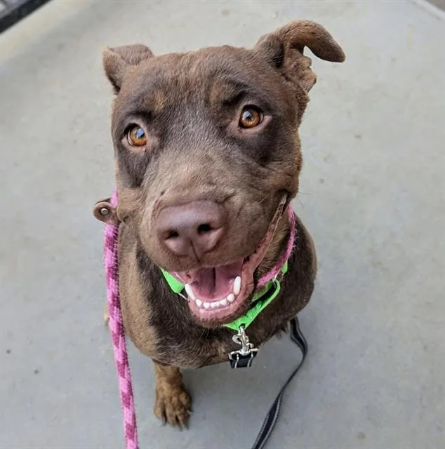 An adult medium-sized female Labrador Retriever dog named Coco for adoption in Tucson, AZ