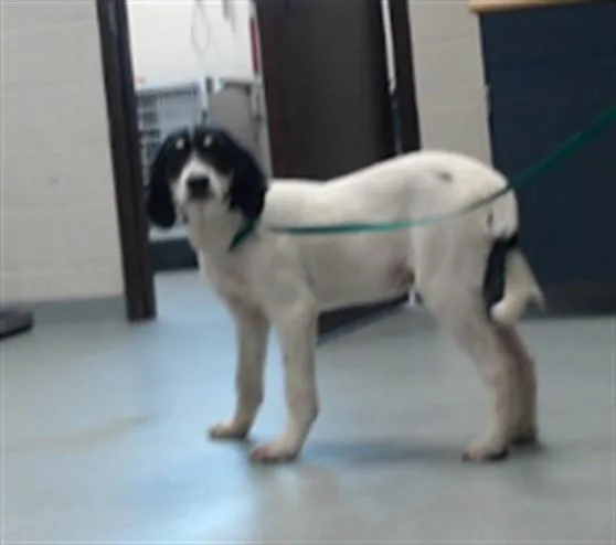 A baby small-sized male Great Pyrenees dog named A for adoption in Fayetteville, NC