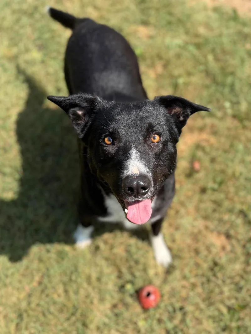 An adult medium-sized male Mixed Breed dog named Crumbles for adoption in Leitchfield, KY