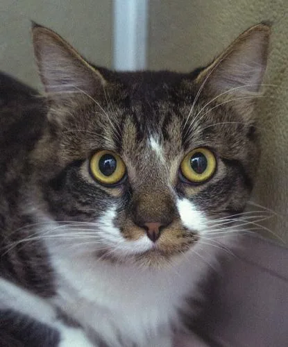 An adult medium-sized male Tabby (Brown / Chocolate) Domestic Medium Hair cat named Pistachio for adoption in Encinitas, CA