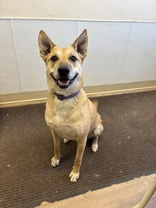 An adult large-sized female Shepherd dog named Daisy for adoption in Divide, CO