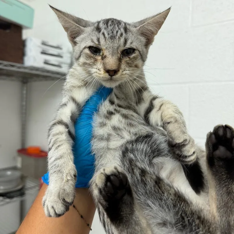 A baby small-sized male Domestic Short Hair cat named Harry for adoption in Edinburg, TX