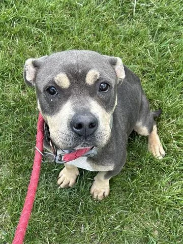 A young medium-sized female Pit Bull Terrier dog named Masala Chai for adoption in Dayton, OH