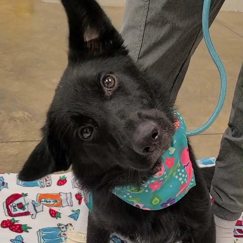 An adult medium-sized female Black German Shepherd Dog dog named Helga for adoption in Woolwich, ME