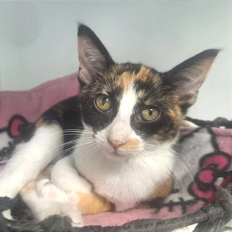 A young small-sized female Calico Domestic Short Hair cat named Calla for adoption in Albert Lea, MN