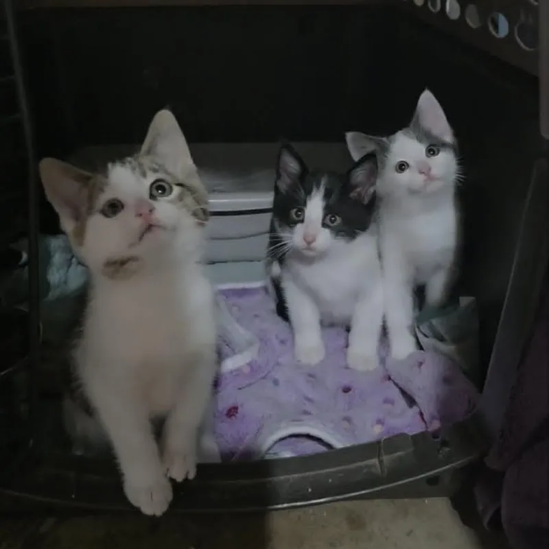 A baby small-sized female White Domestic Short Hair cat named Coconut Dream C for adoption in Princeton, MN