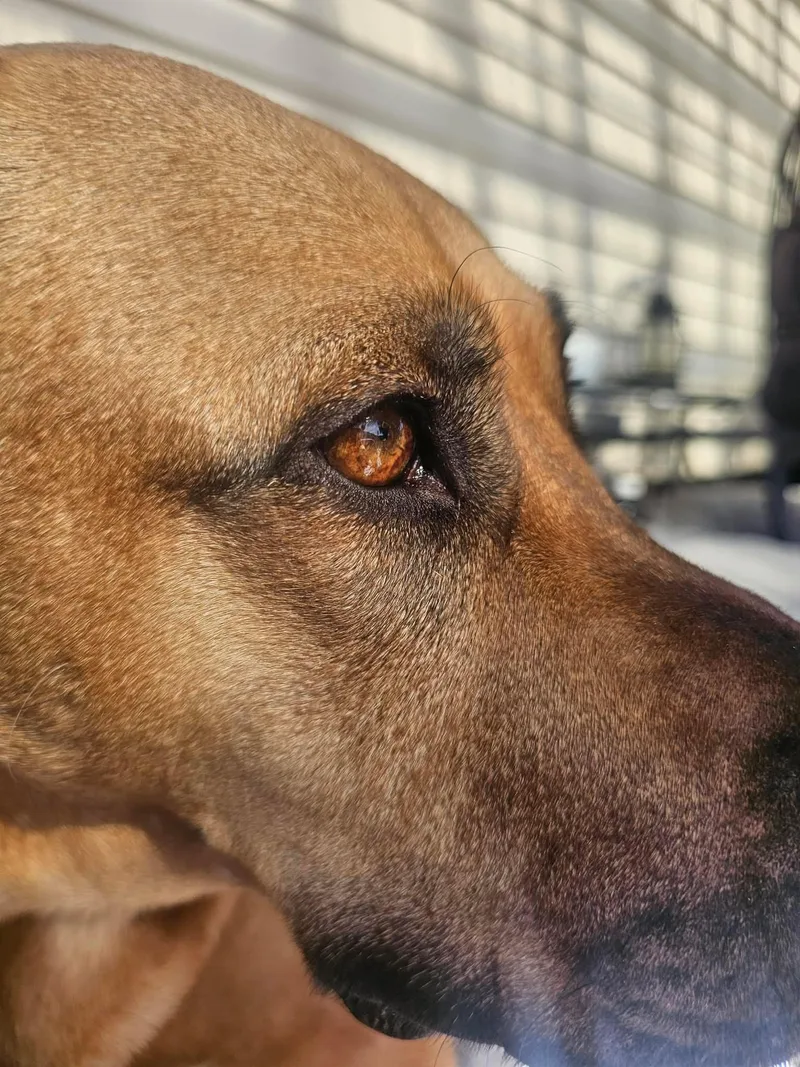 A young extra large-sized female Doberman Pinscher dog named Nutmeg for adoption in Austin, TX