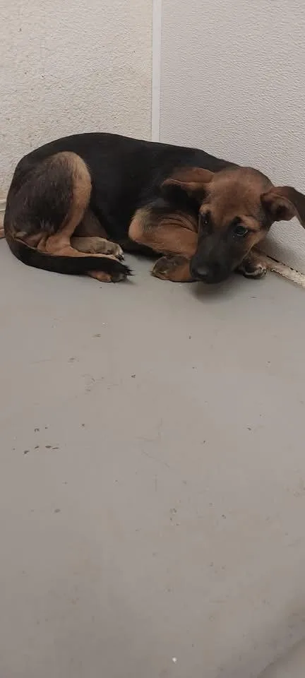 A baby small-sized female Shepherd dog named Dobby for adoption in Tucumcari, NM