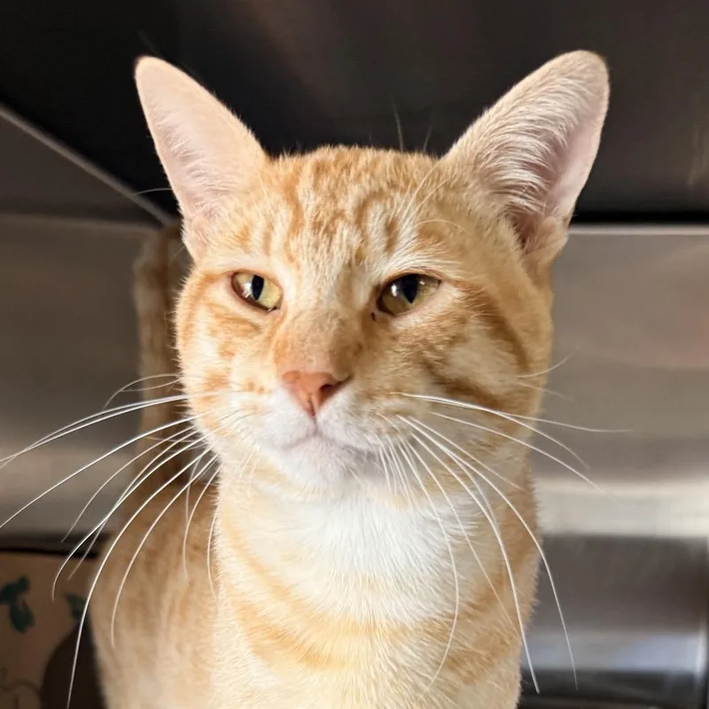 A young medium-sized male Orange / Red Domestic Short Hair cat named The Lorax for adoption in Palm Springs, CA