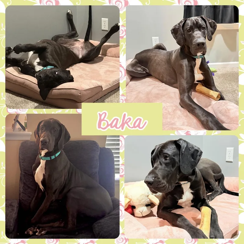 A young extra large-sized female Great Dane dog named Baka  Courtesy Listing for adoption in Pine Beach, NJ