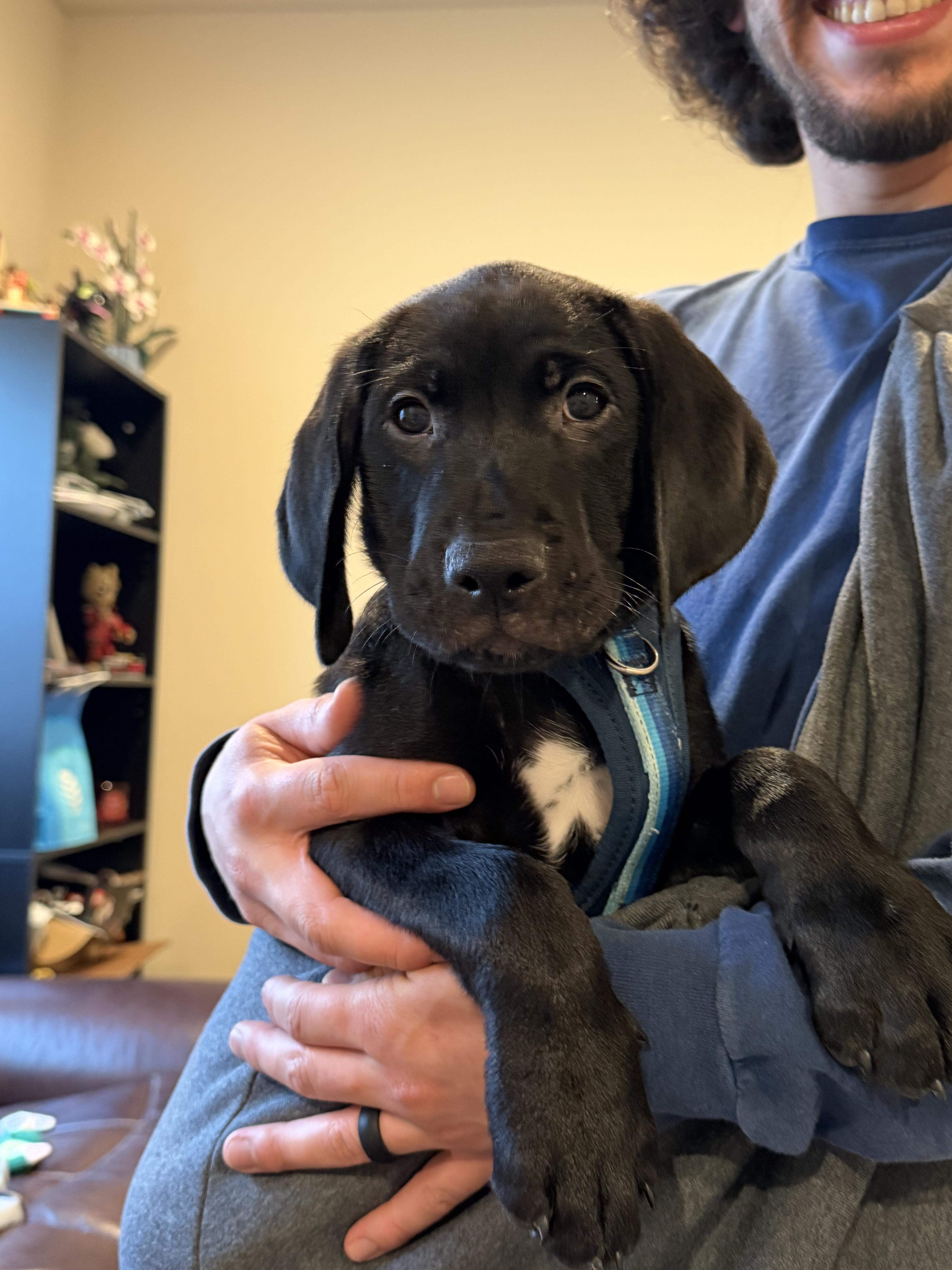 A baby large-sized male Black Labrador Retriever dog named Thor for adoption in Beverly Hills, CA