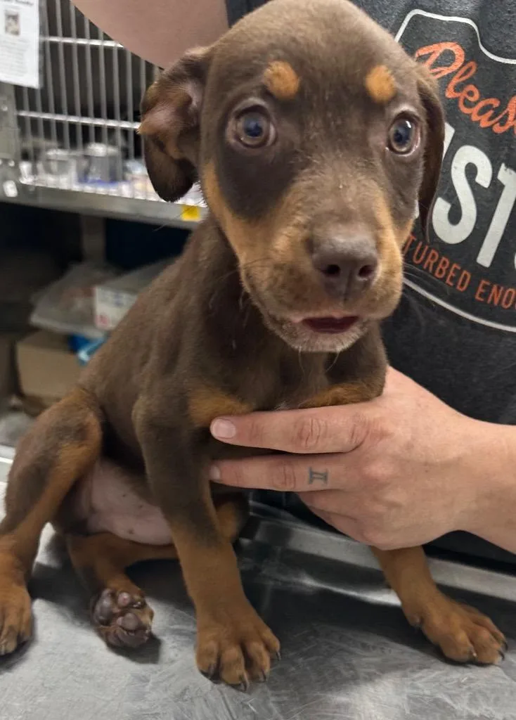 A baby small-sized male Mixed Breed dog named Dawson for adoption in Hillsdale, IN
