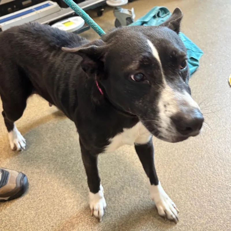 An adult medium-sized female Black Carolina Dog dog named Cora for adoption in Council Bluffs, IA