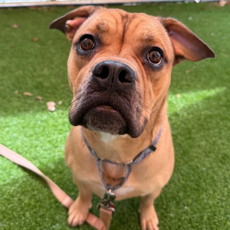 An adult medium-sized female Yellow / Tan / Blond / Fawn Mixed Breed dog named Scarlett for adoption in Warwick, RI