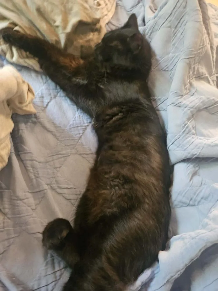 Vader