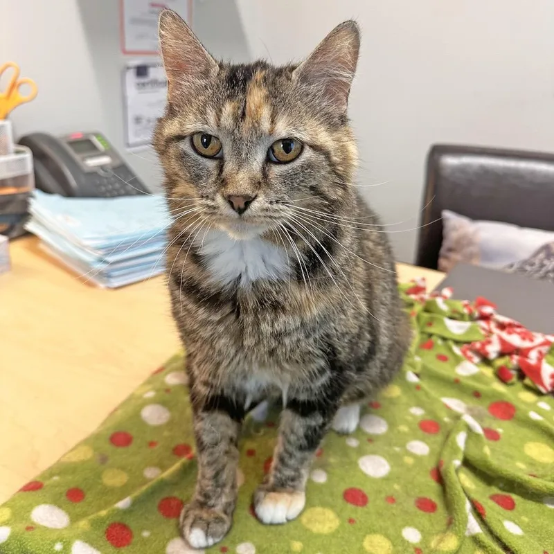 An adult medium-sized female Calico Domestic Short Hair cat named Mama Mia for adoption in Hailey, ID