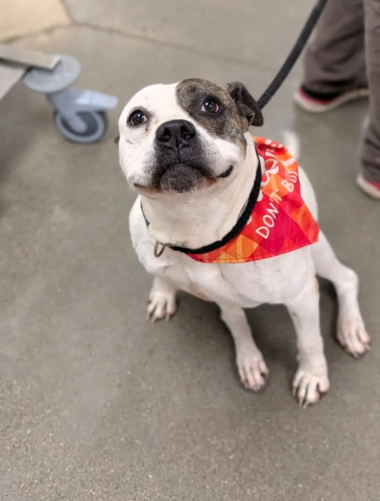 An adult large-sized female Pit Bull Terrier dog named Nova for adoption in Greenfield, IN