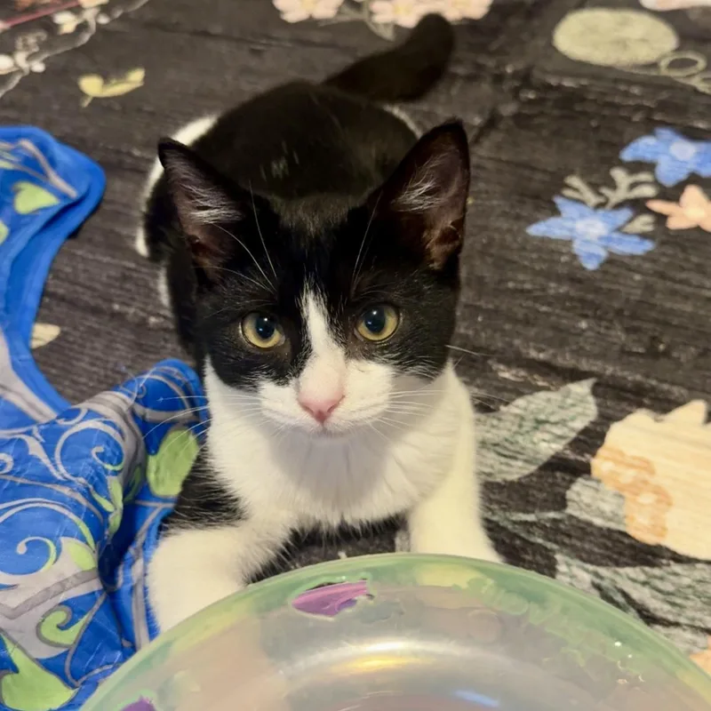 A baby small-sized male Black & White / Tuxedo Domestic Short Hair cat named Monte Cristo for adoption in Richmond, VA