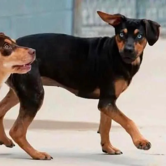 Robin