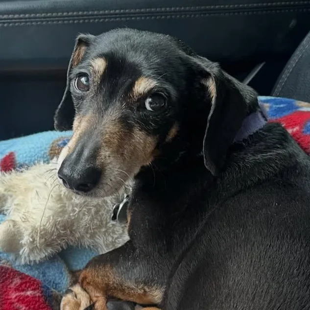 A senior small-sized female Black Dachshund dog named Marley for adoption in Portland, OR