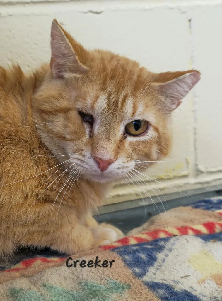 Creeker