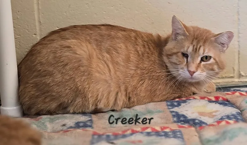 Creeker thumbnail 2