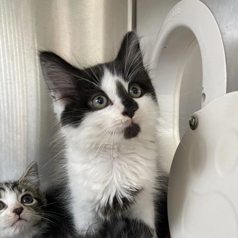 A baby small-sized male Black Domestic Long Hair cat named Dr. Sweet for adoption in Washington Township, OH