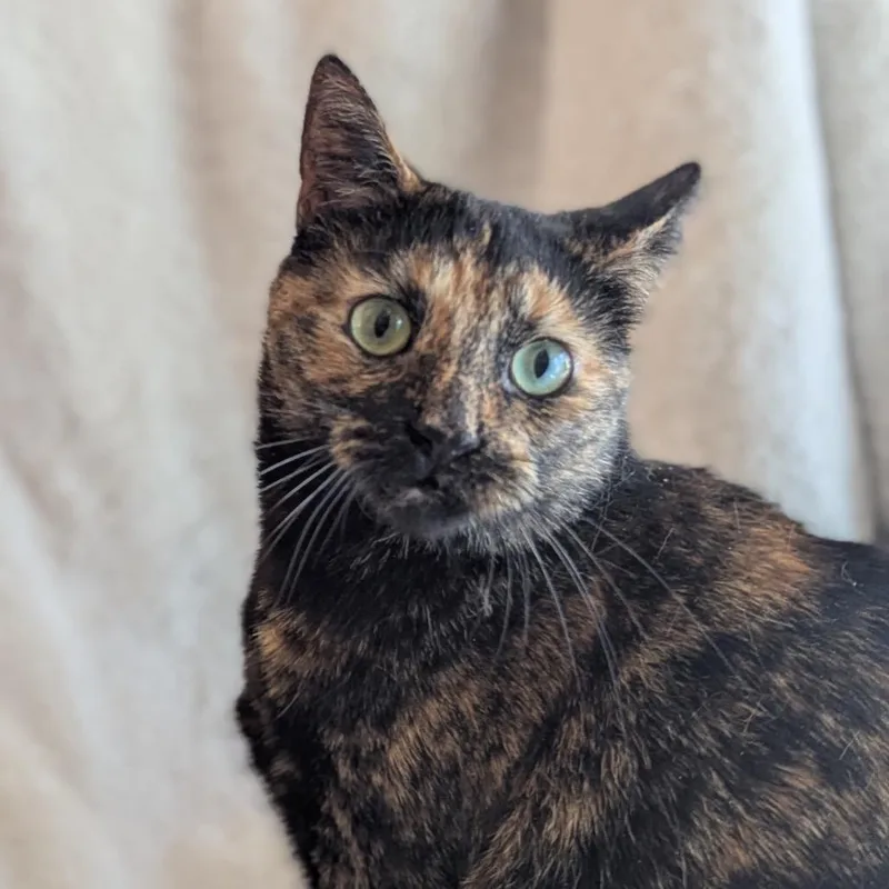 An adult large-sized female Tortoiseshell Domestic Short Hair cat named Brine Port for adoption in Eaton Rapids, MI