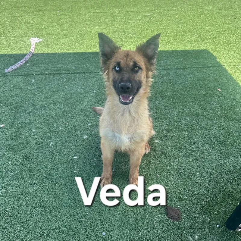 Veda thumbnail 6