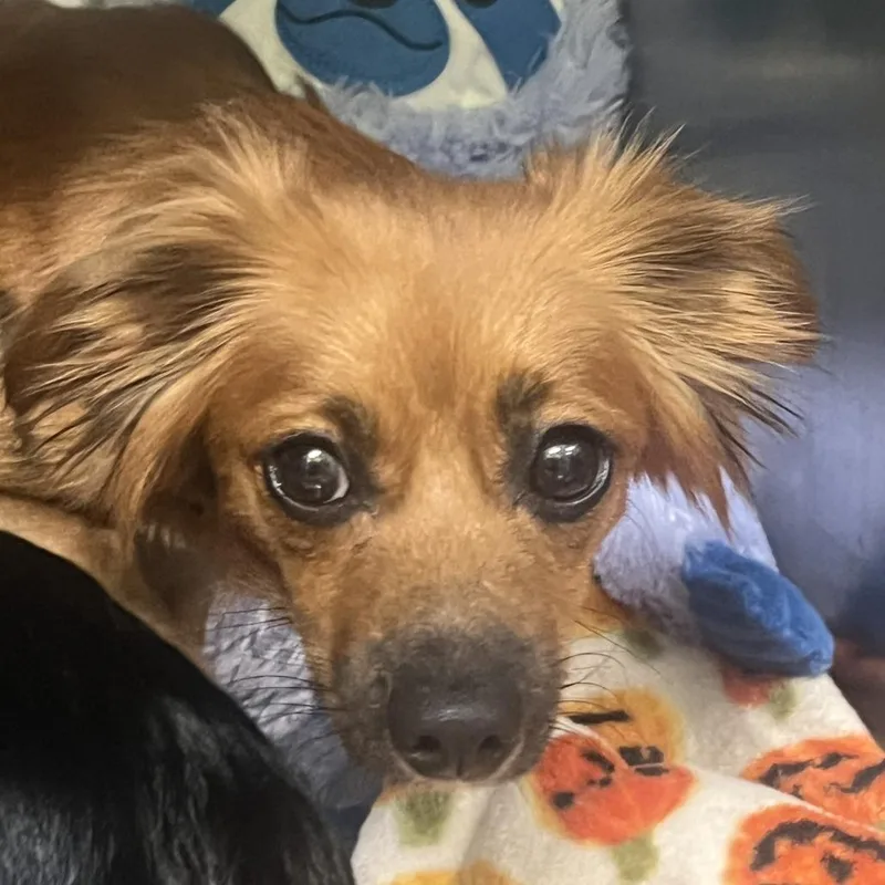An adult small-sized female Black Chihuahua dog named Aster for adoption in Austin, TX