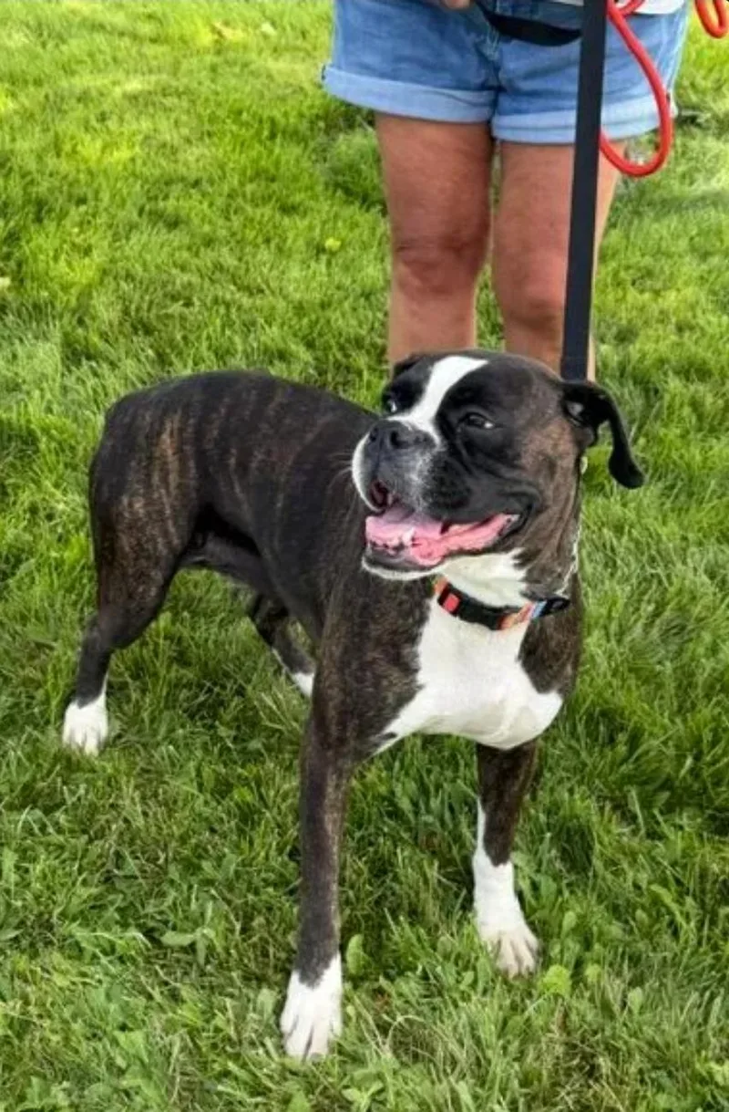 An adult large-sized female Boxer dog named Riley for adoption in Hamburg, NY