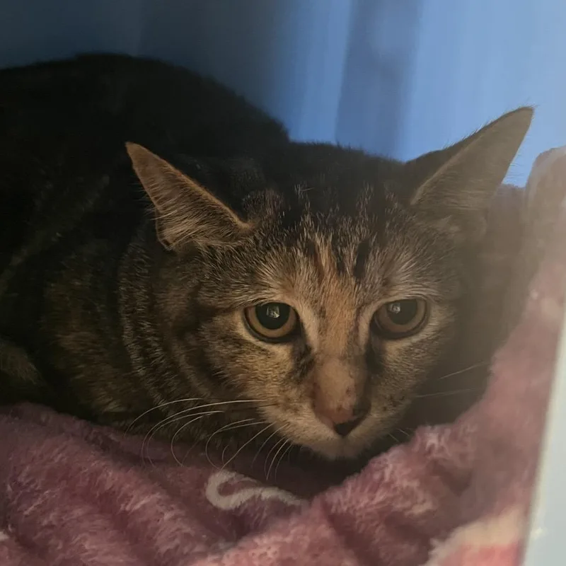 A baby small-sized female Brown / Chocolate Domestic Short Hair cat named StaciC for adoption in East Saint Louis, IL